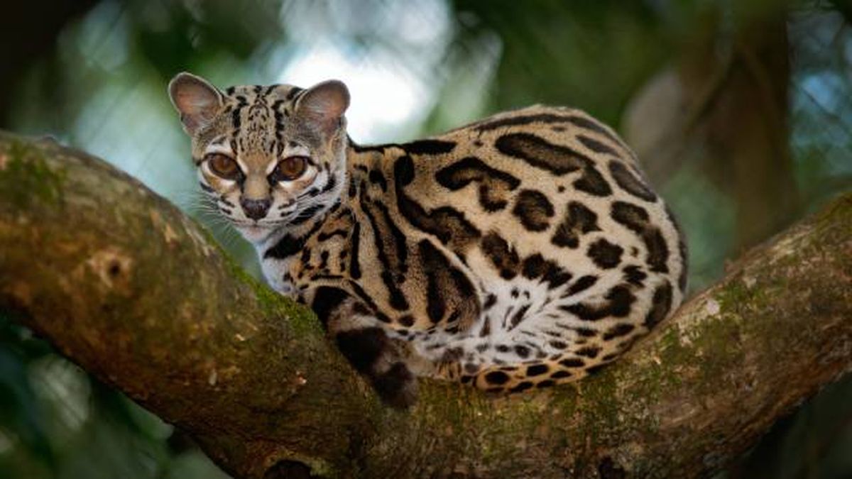animales que empiezan por M margay gato tigre