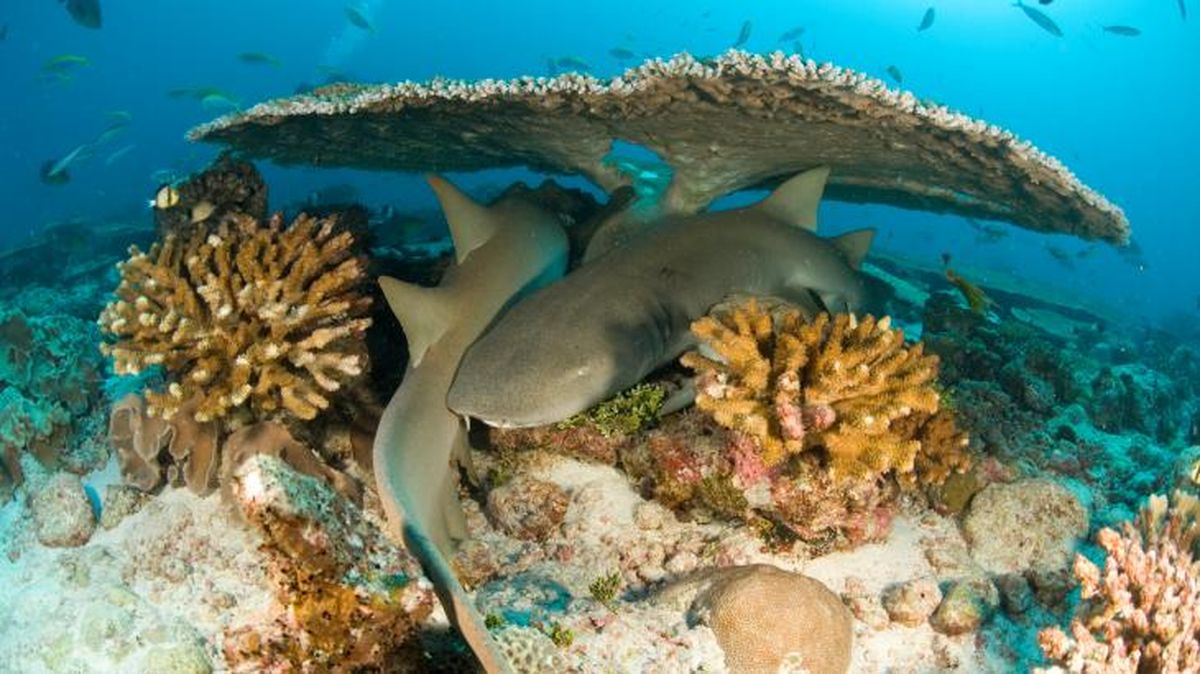 como duermen los peces 1