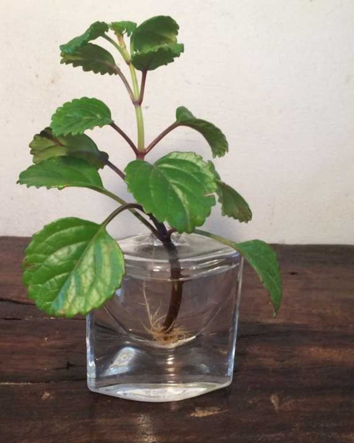 ideas reutilizar bote perfume esqueje planta