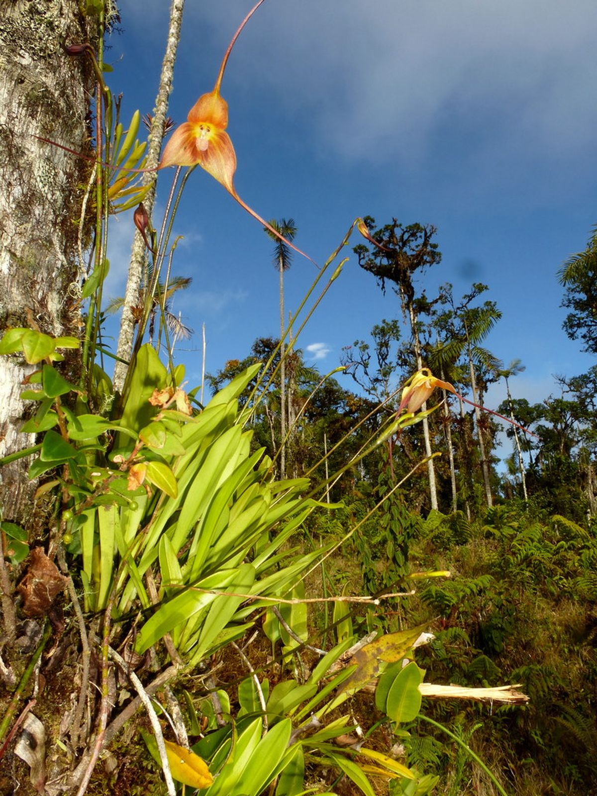conjunto de orquideas mono