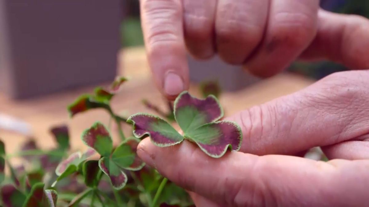 brico 949 3 treboles ornamentales variedad verde granate