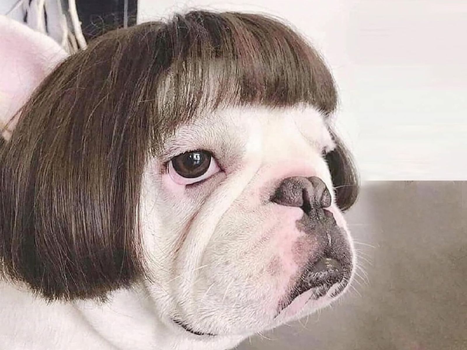 Ante todo, prioriza el bienestar y la comodidad de tu mascota
