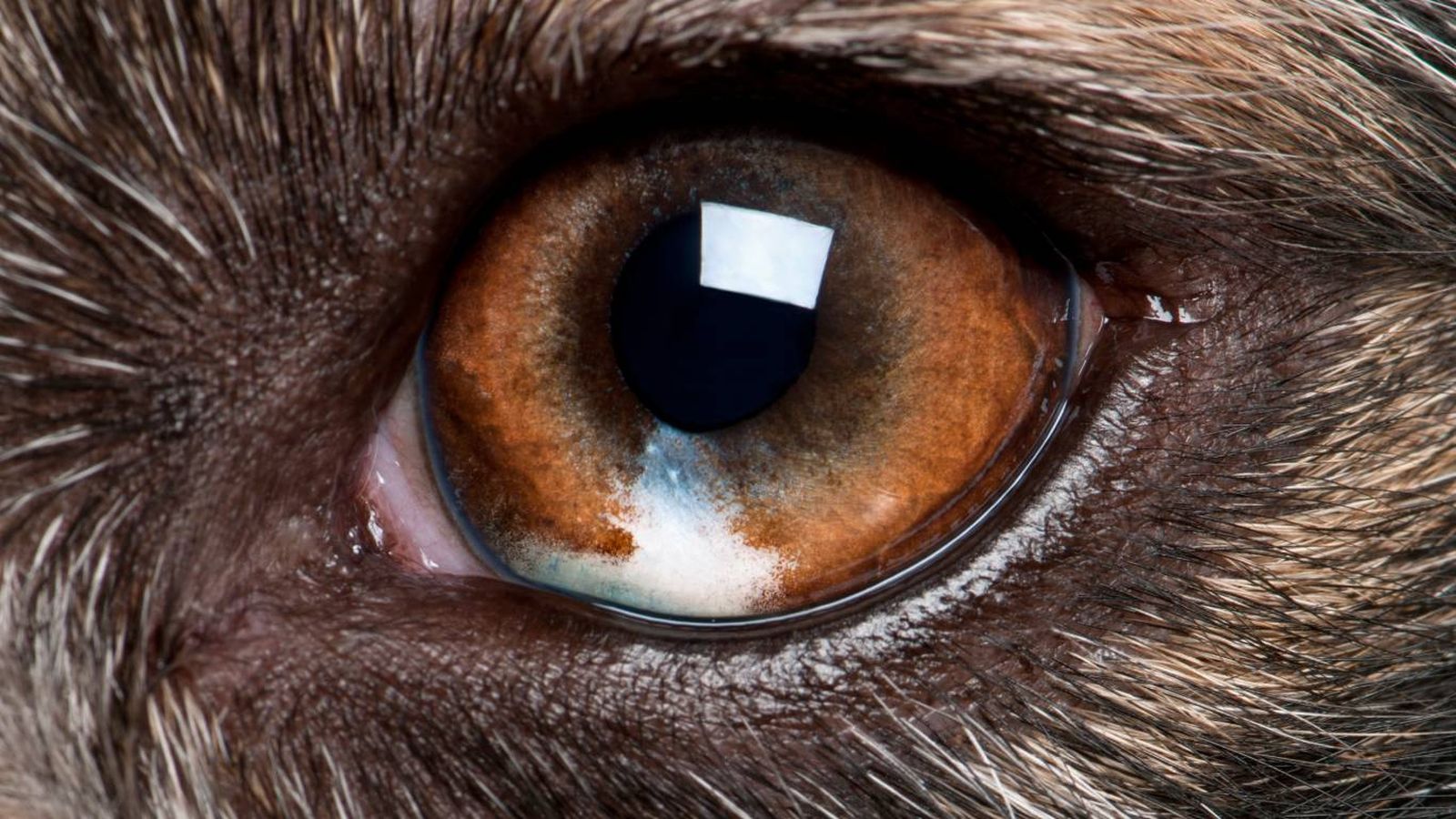 Perro con ojos marrones: Domesticación