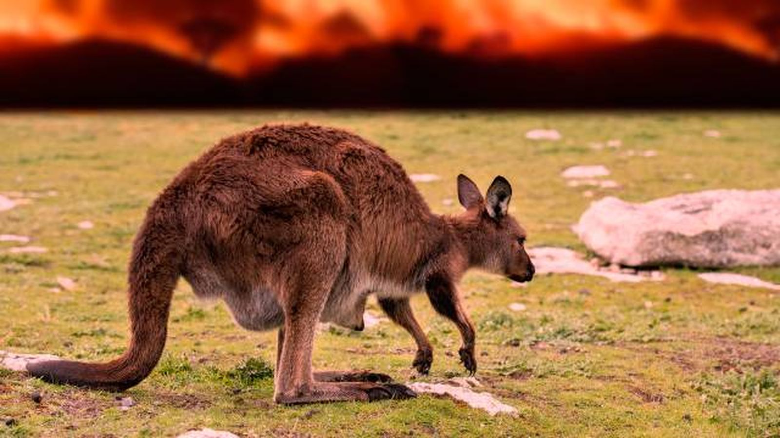 plan evacuacion animales desastres naturales incendios forestales