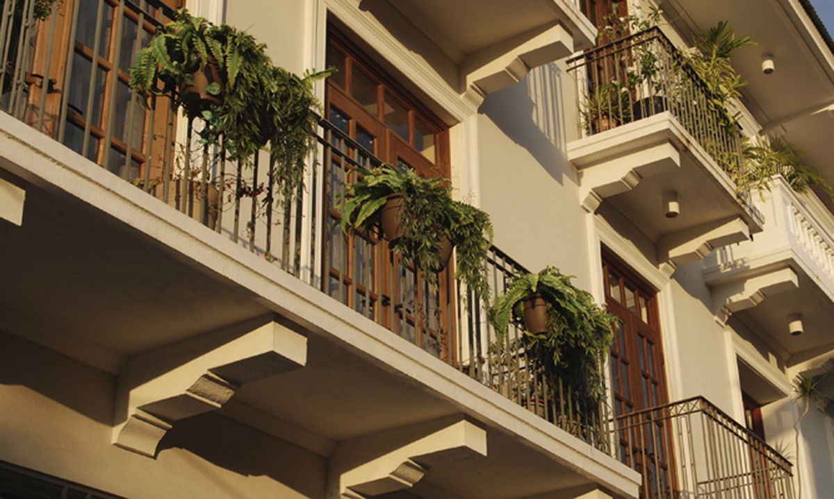 Helechos para balcón