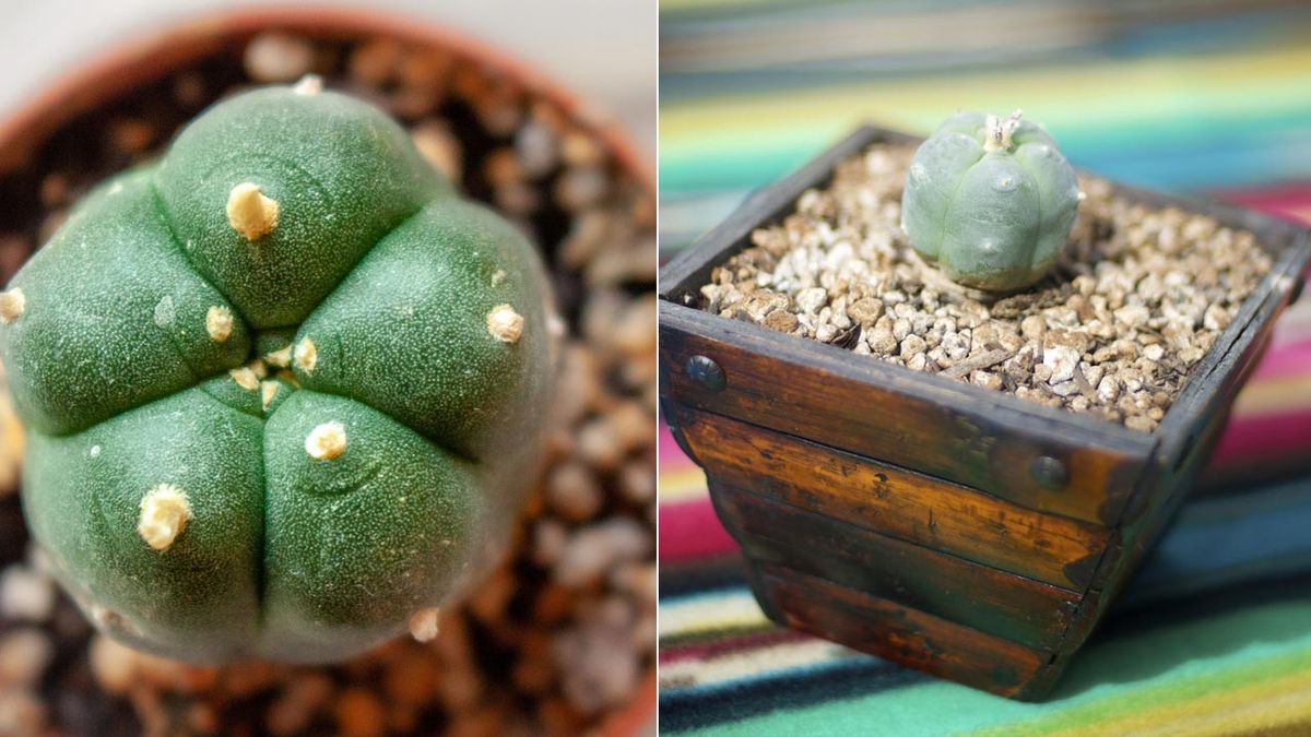 peyote hikuri cactus xl