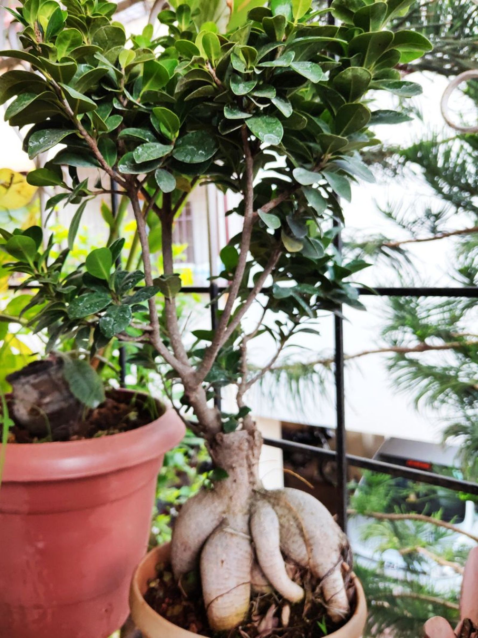 ficus microcarpa en maceta ficus microcarpa en maceta