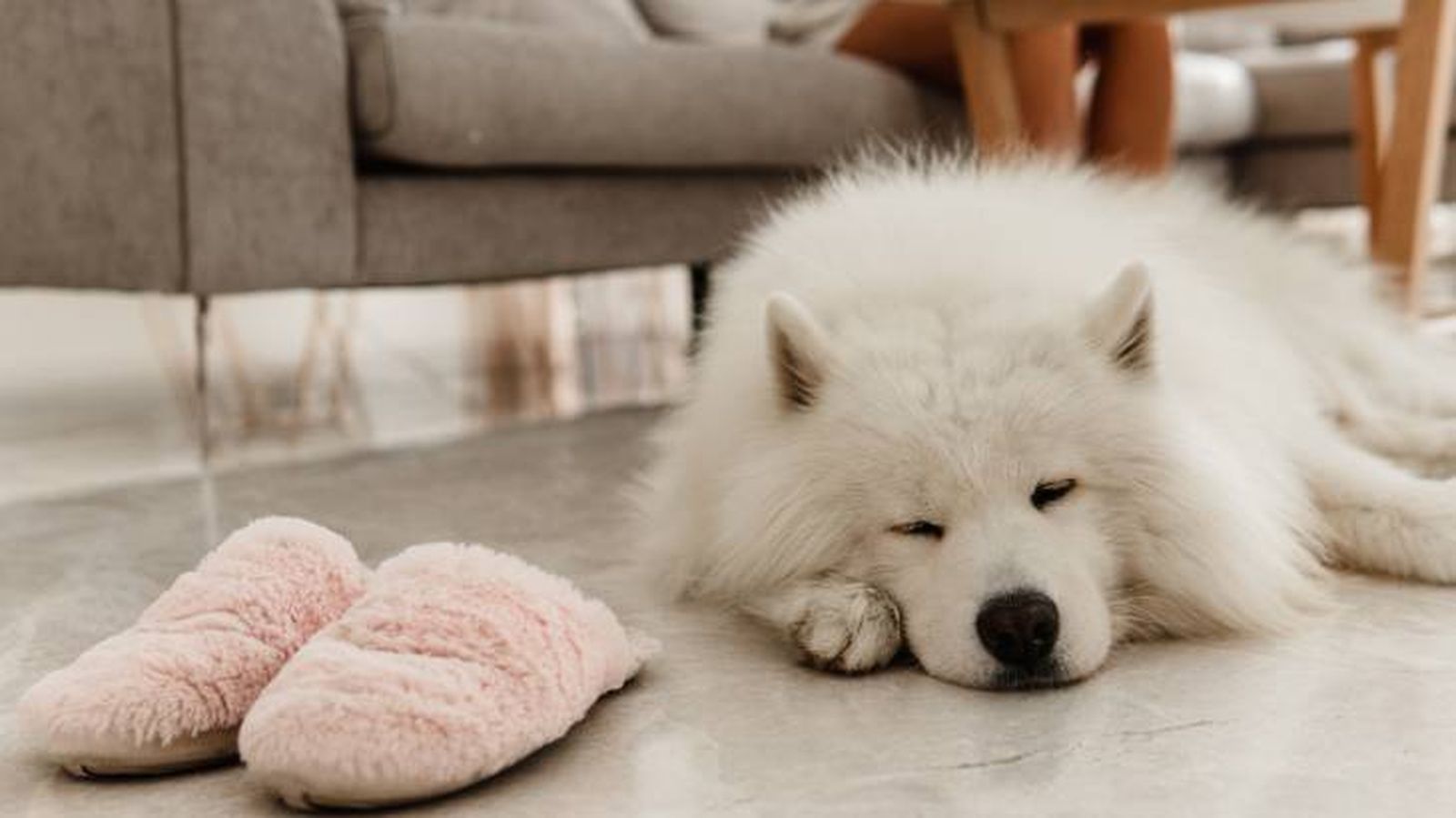 El Samoyedo es un perro amistoso, cariñoso, vivaz y alerta El Samoyedo es un perro amistoso, cariñoso, vivaz y alerta