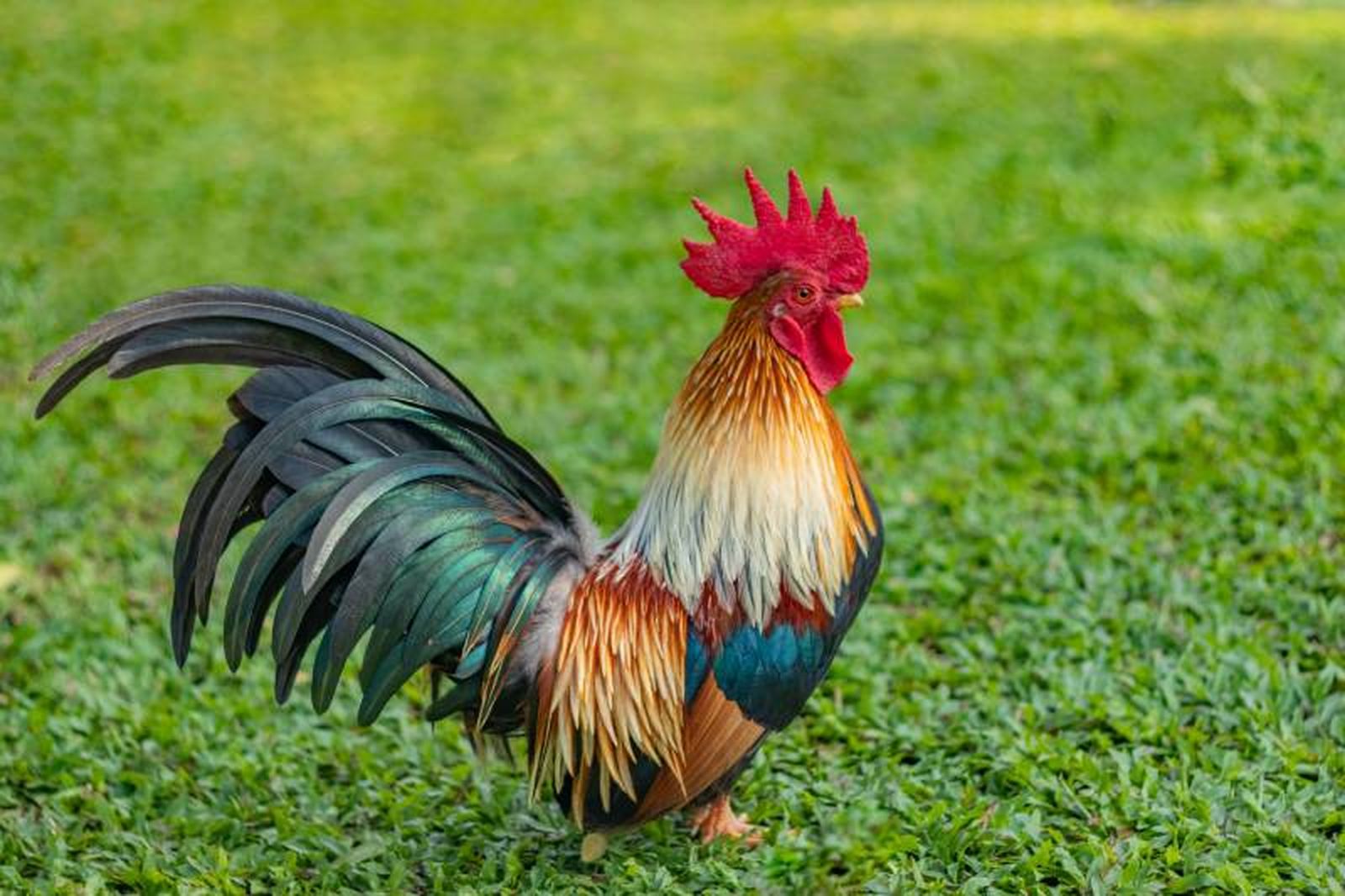 Un entorno adecuado es fundamental para el bienestar del gallo rojo. Un entorno adecuado es fundamental para el bienestar del gallo rojo.