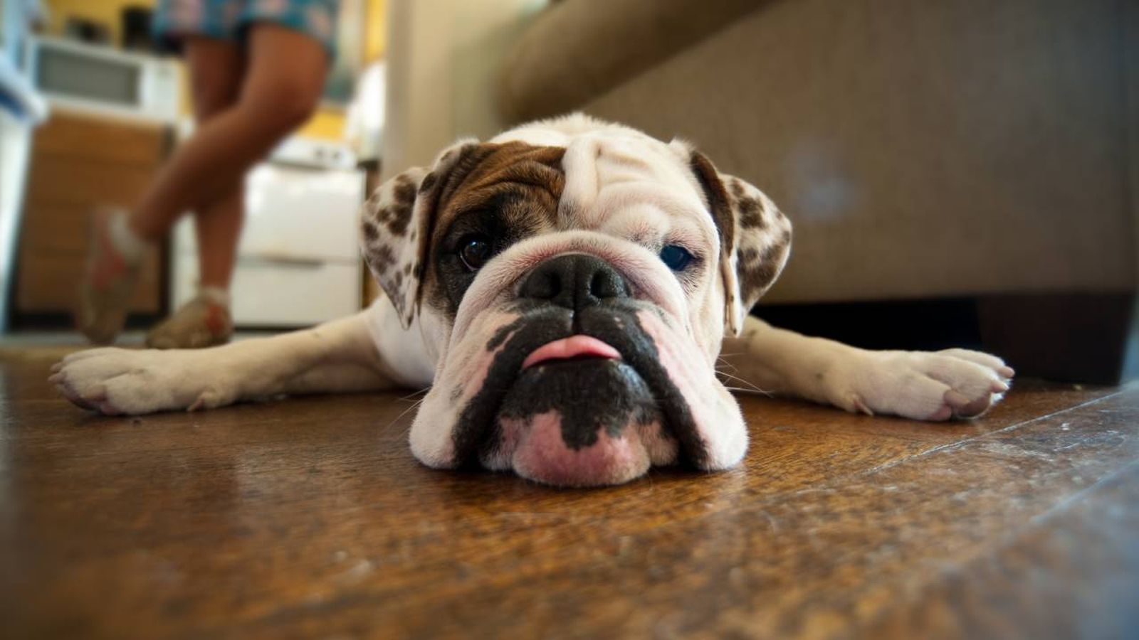 El aburrimiento es una experiencia común tanto para los humanos como para los animales. El aburrimiento es una experiencia común tanto para los humanos como para los animales.