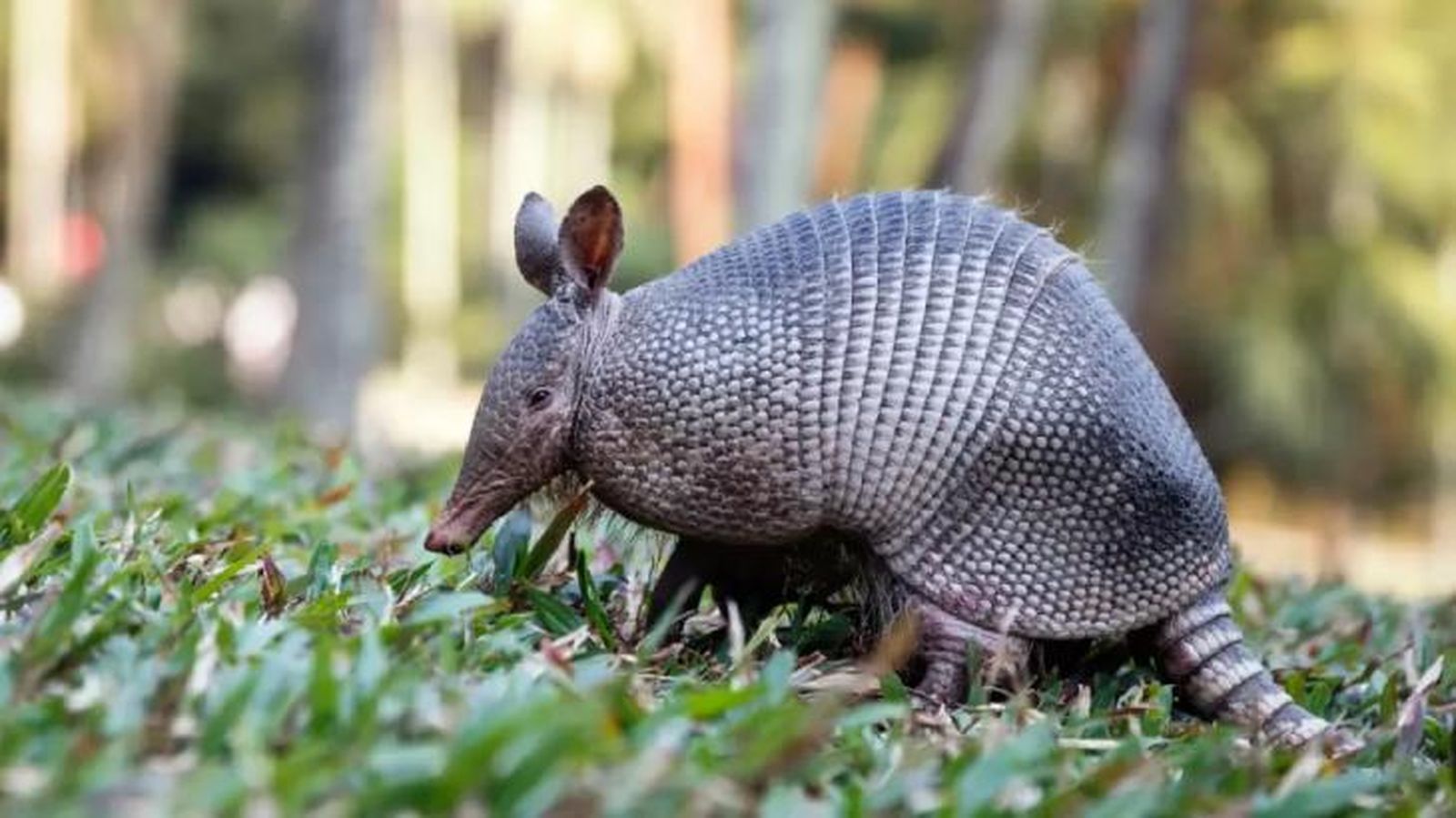 animales que empiezan por x xenartros
