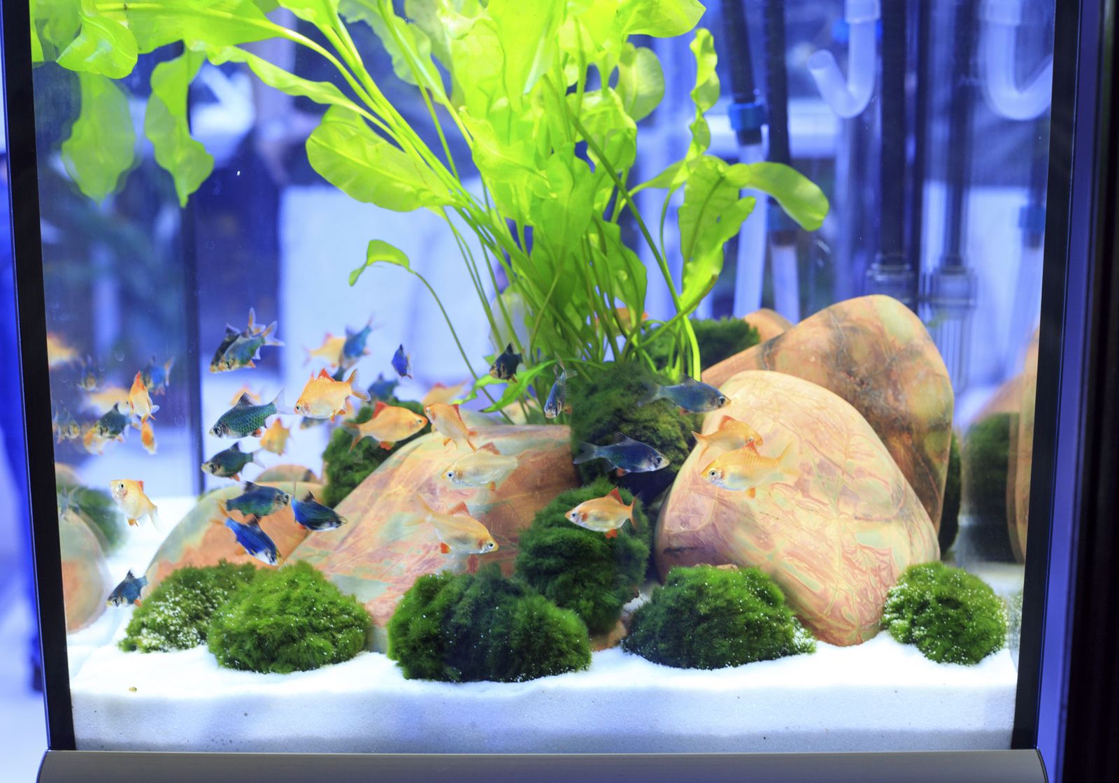 DEKO_MASCOTAS_054_Acuario peces tropicales agua dulce xl DEKO_MASCOTAS_054_Acuario peces tropicales agua dulce xl