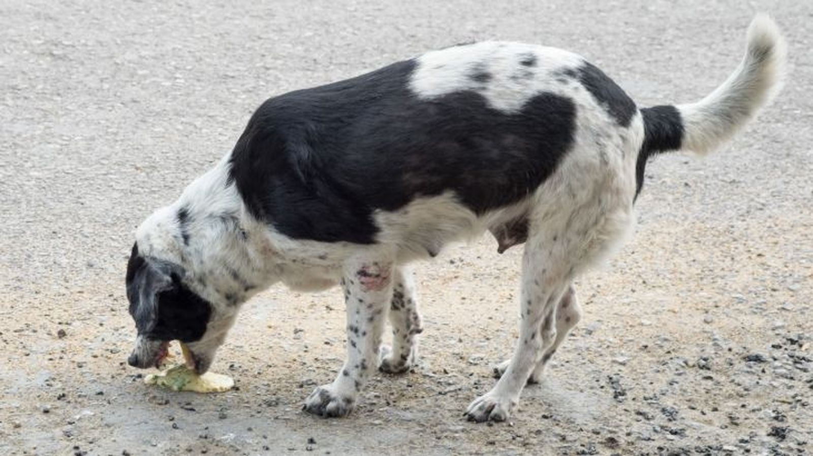 mi perro vomita amarillo 1