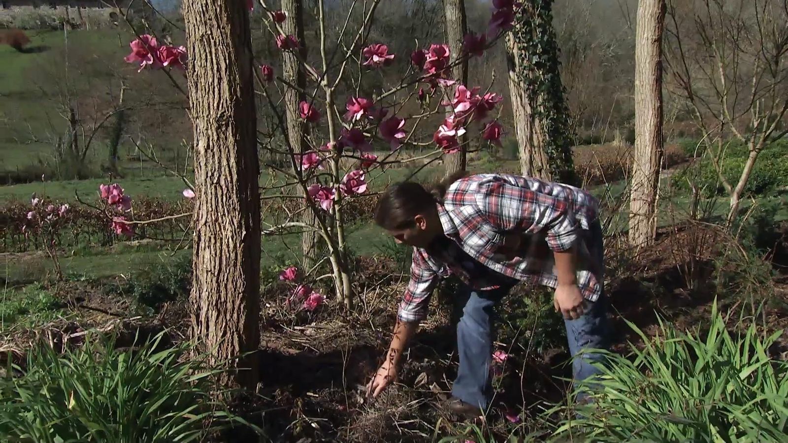 deco726 jardineria magnolios flor acolchado