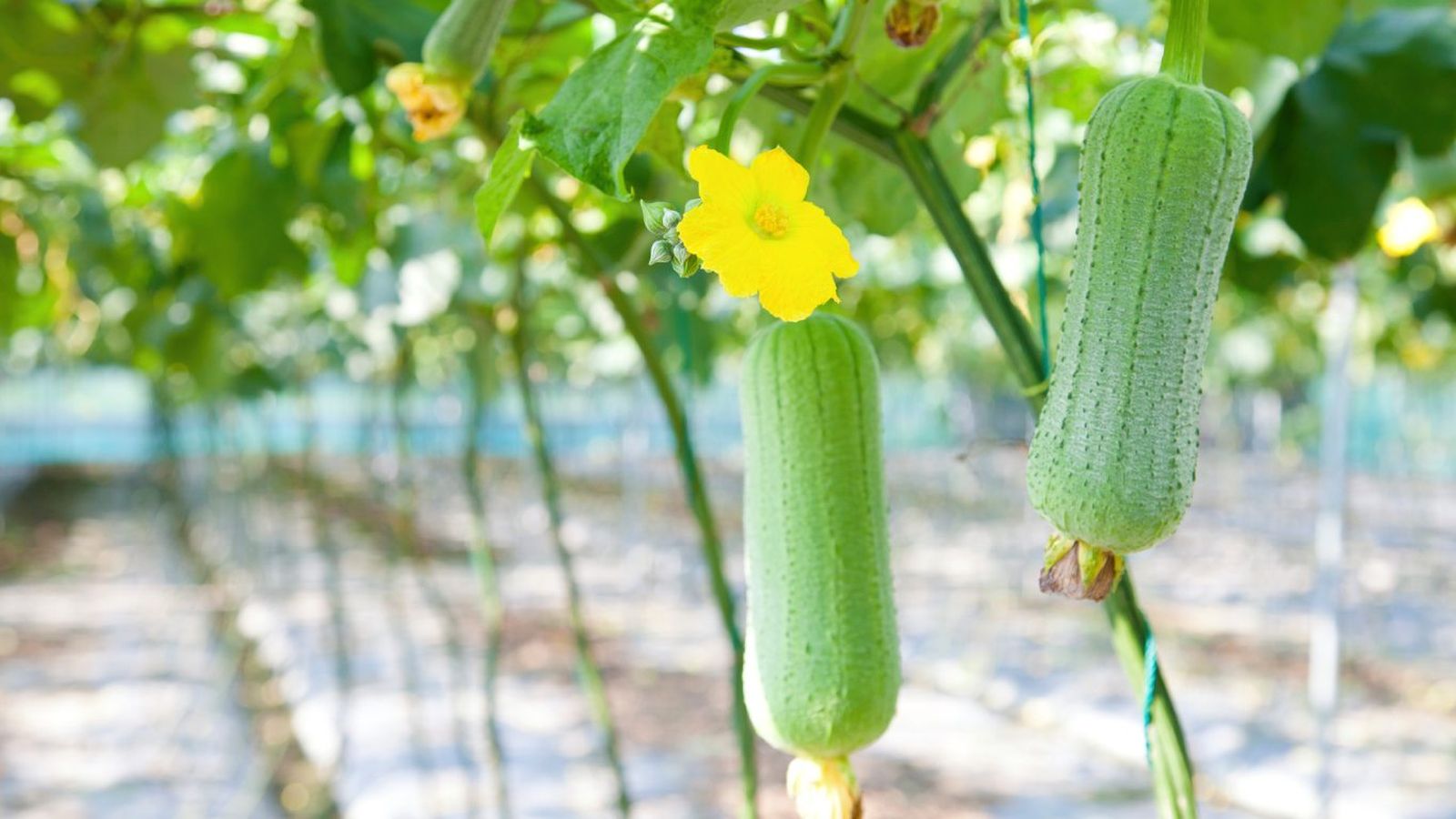 Luffa aegyptiaca con flor