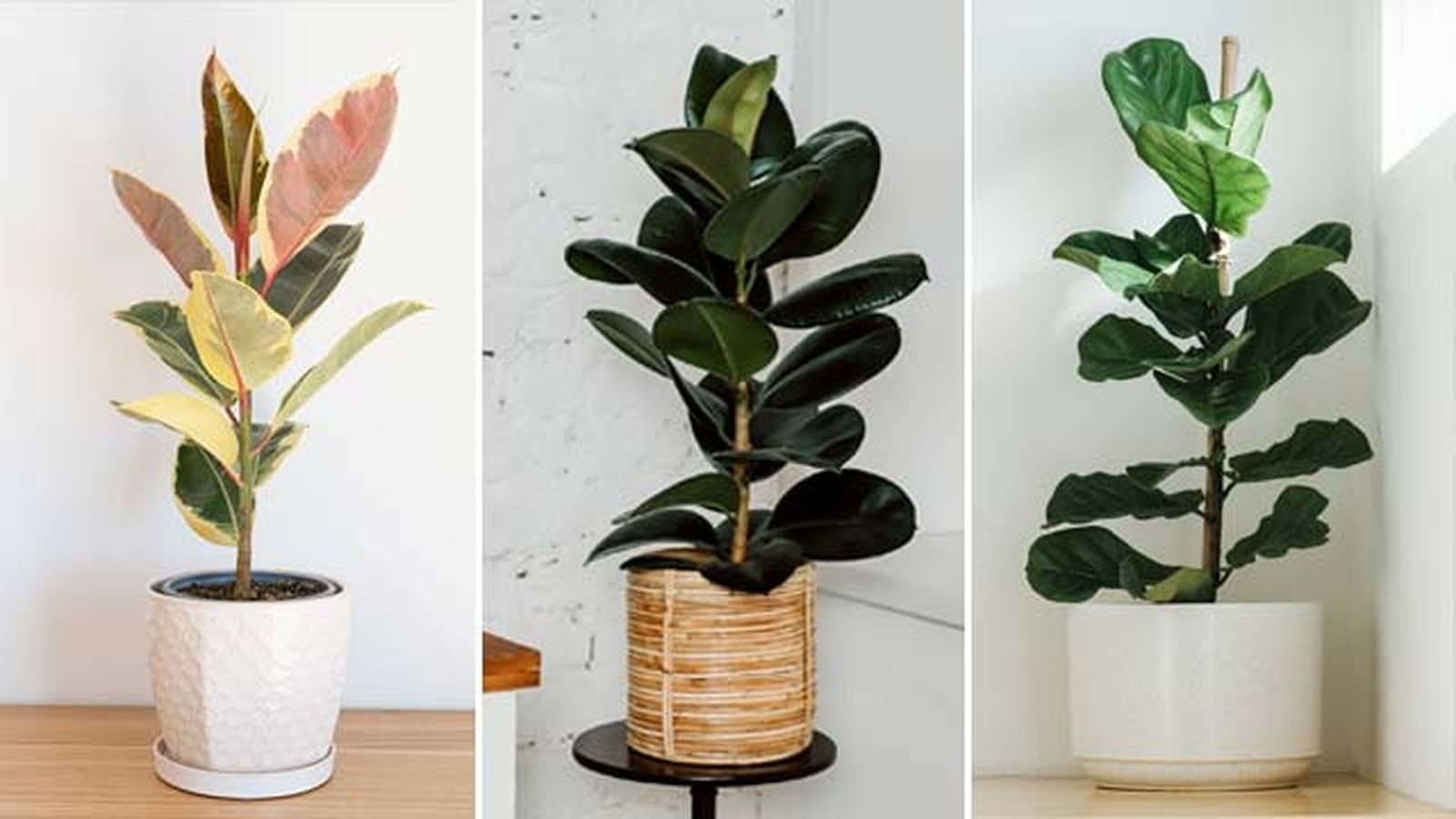 ficus tineke robusta lyrata ficus tineke robusta lyrata