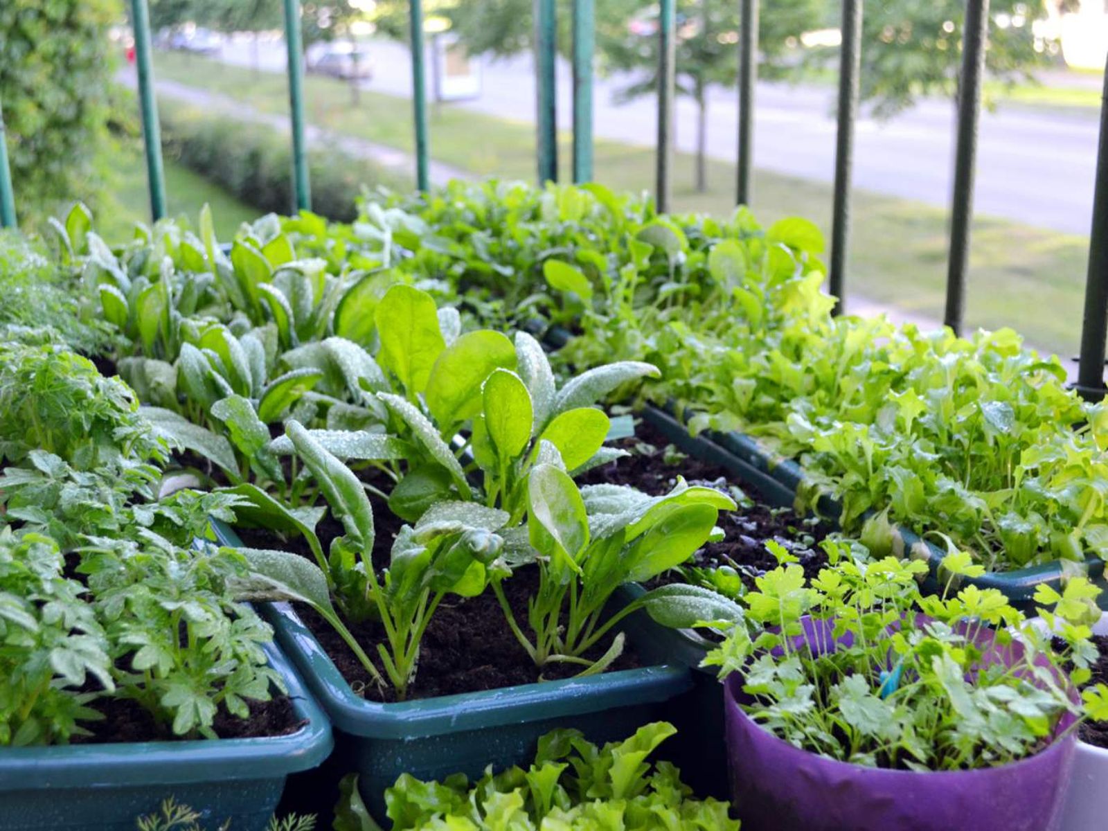 Hortalizas y hierbas cultivadas en la terraza. Hortalizas y hierbas cultivadas en la terraza.
