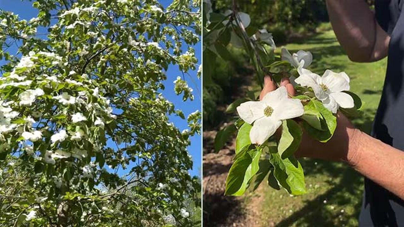 flor Cornus "Eddies white Wonder flor Cornus "Eddies white Wonder
