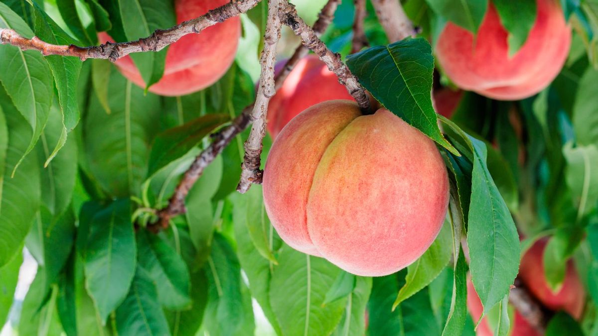 Duraznos o melocotones en árbol