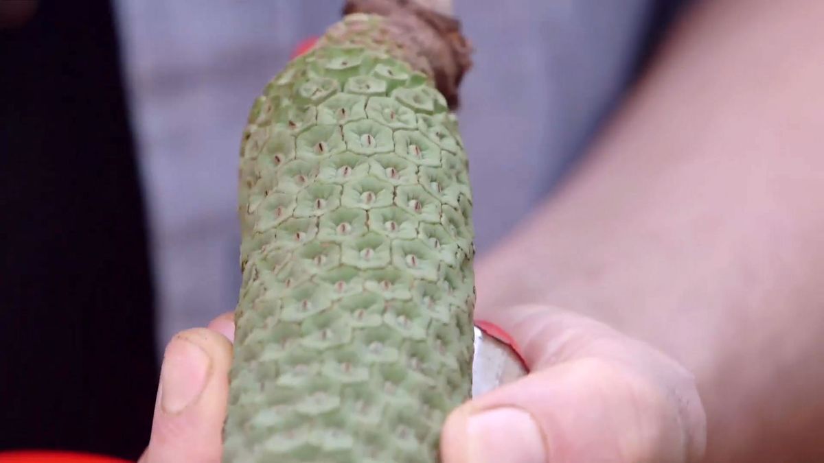 brico 942 3 curiosidades costilla adan frutos