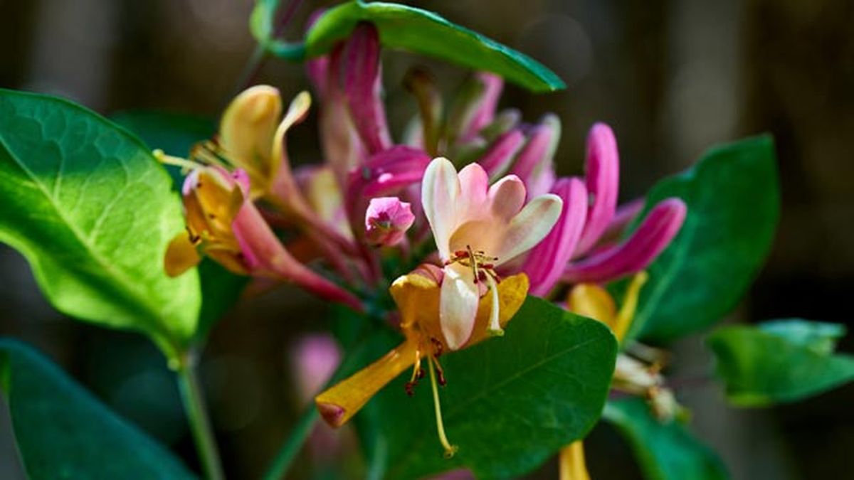 madreselva planta anti insecto