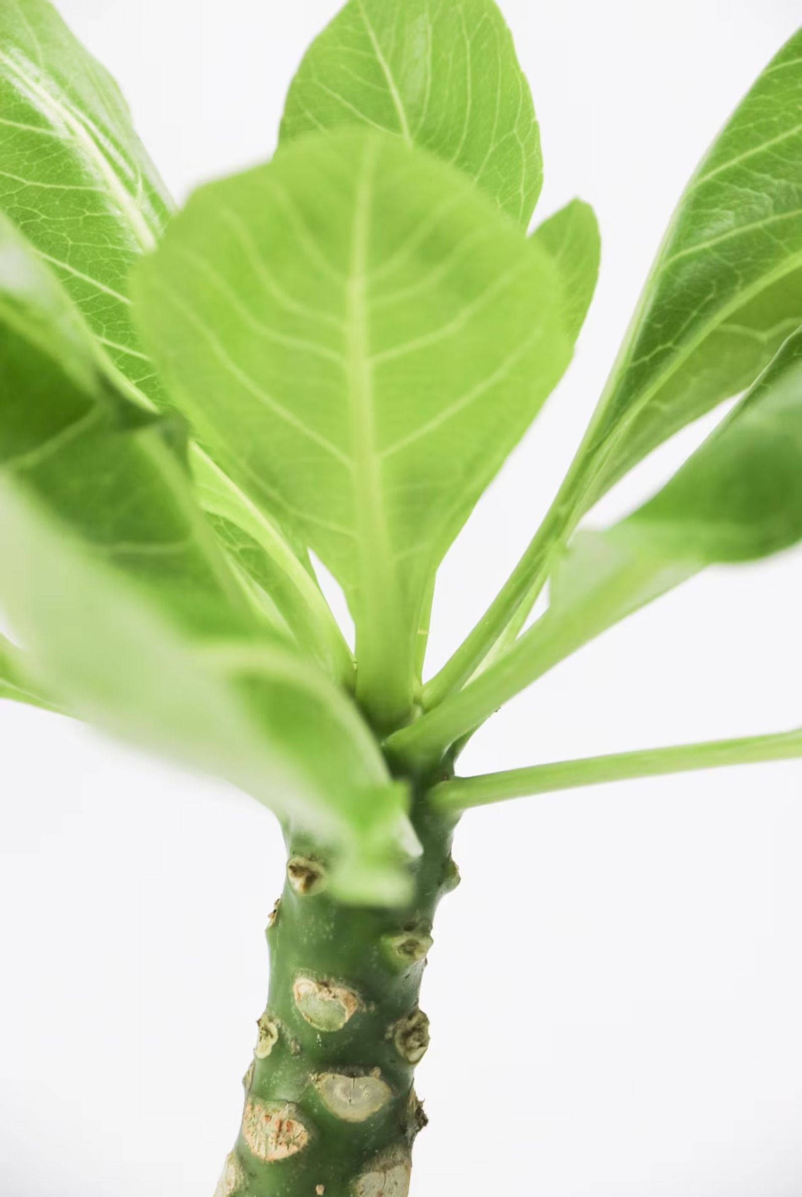 Tallo carnoso de la Brighamia insignis.