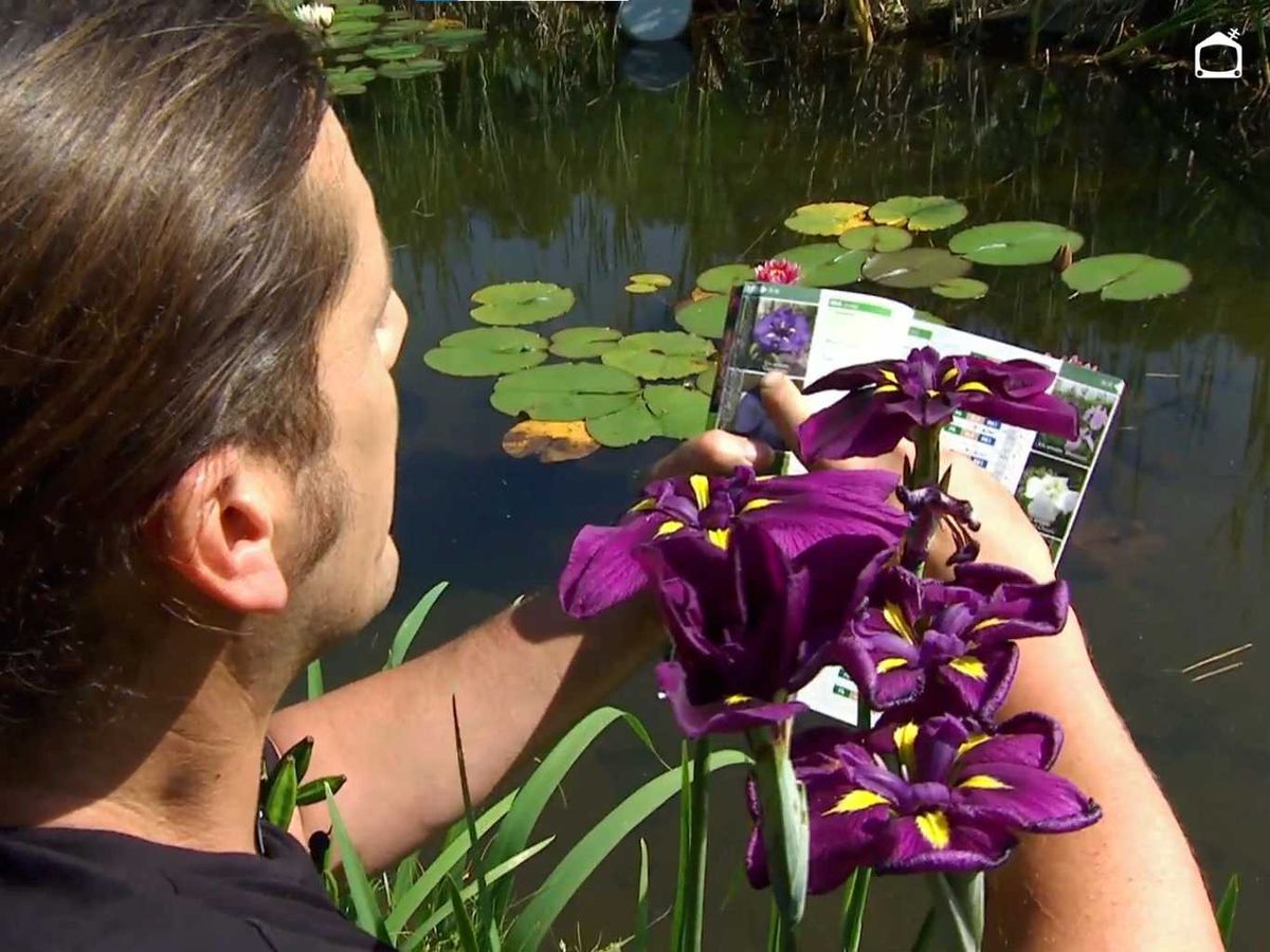 Identificar lirio japonés.