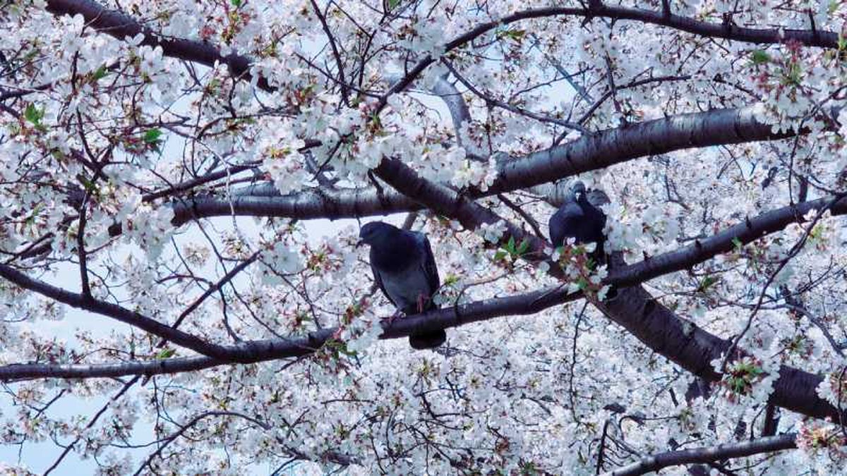 Palomas en un cerezo.