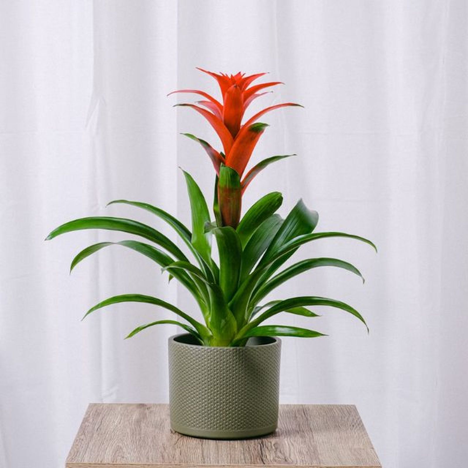bromelia roja para regalar en navidad bromelia roja para regalar en navidad