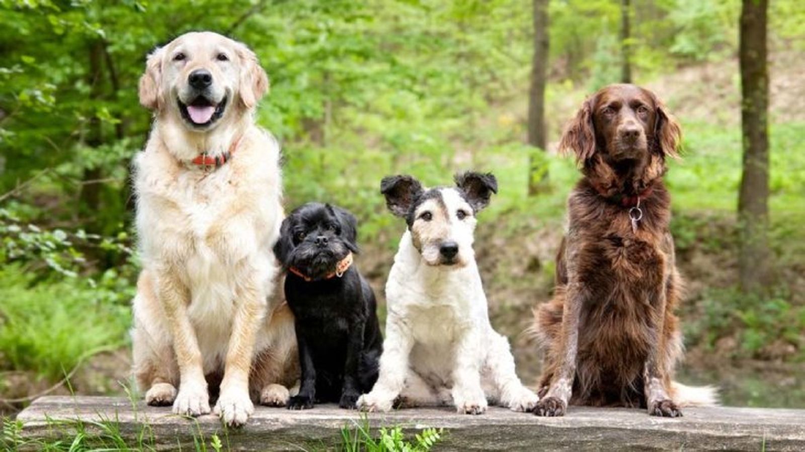 seguros para mascotas 5