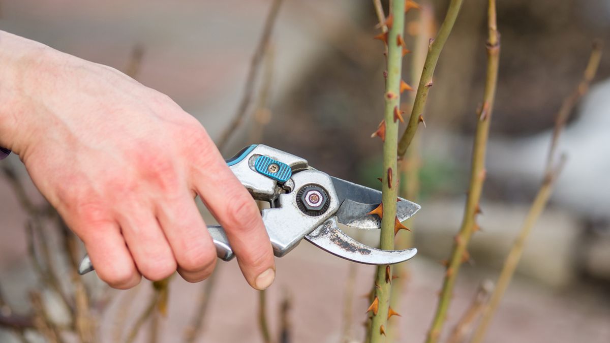 poda de los rosales enero