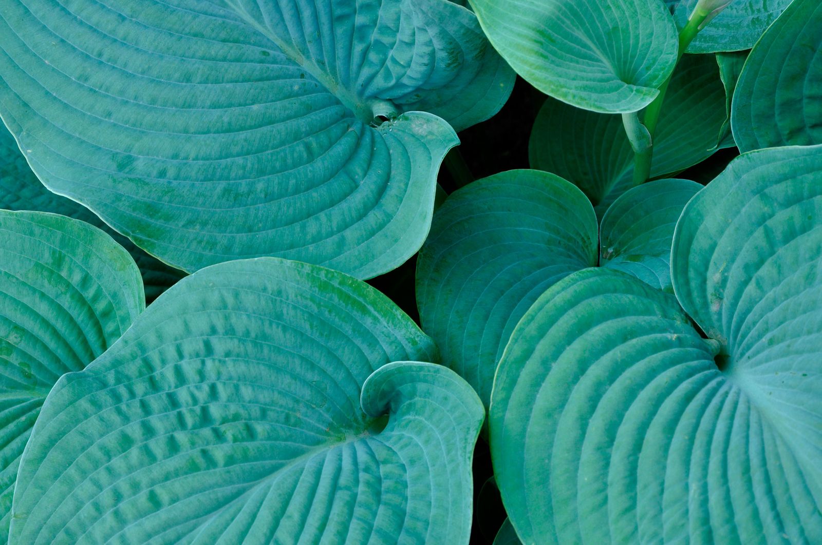Hermosa u hosta sieboldiana Hermosa u hosta sieboldiana