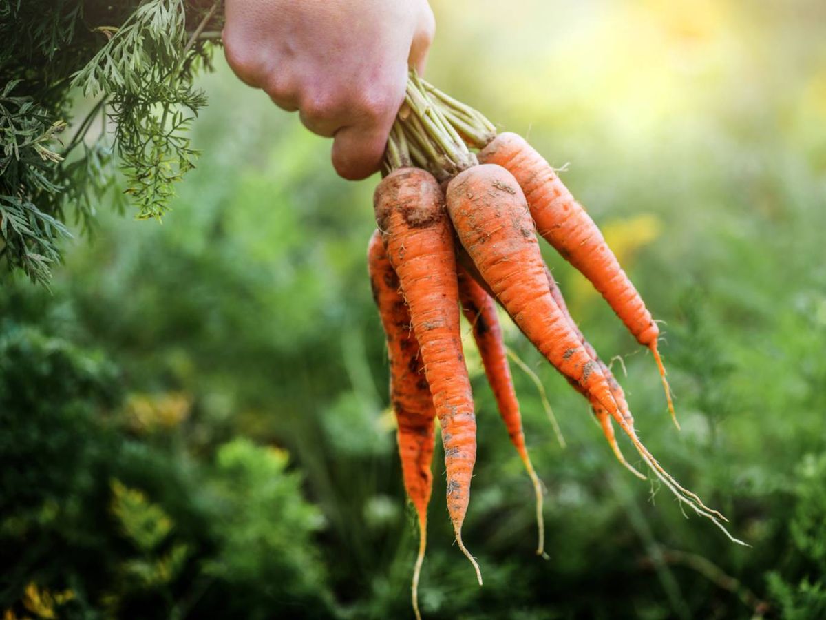 Cosecha las zanahorias antes de que empiecen a dividirse.