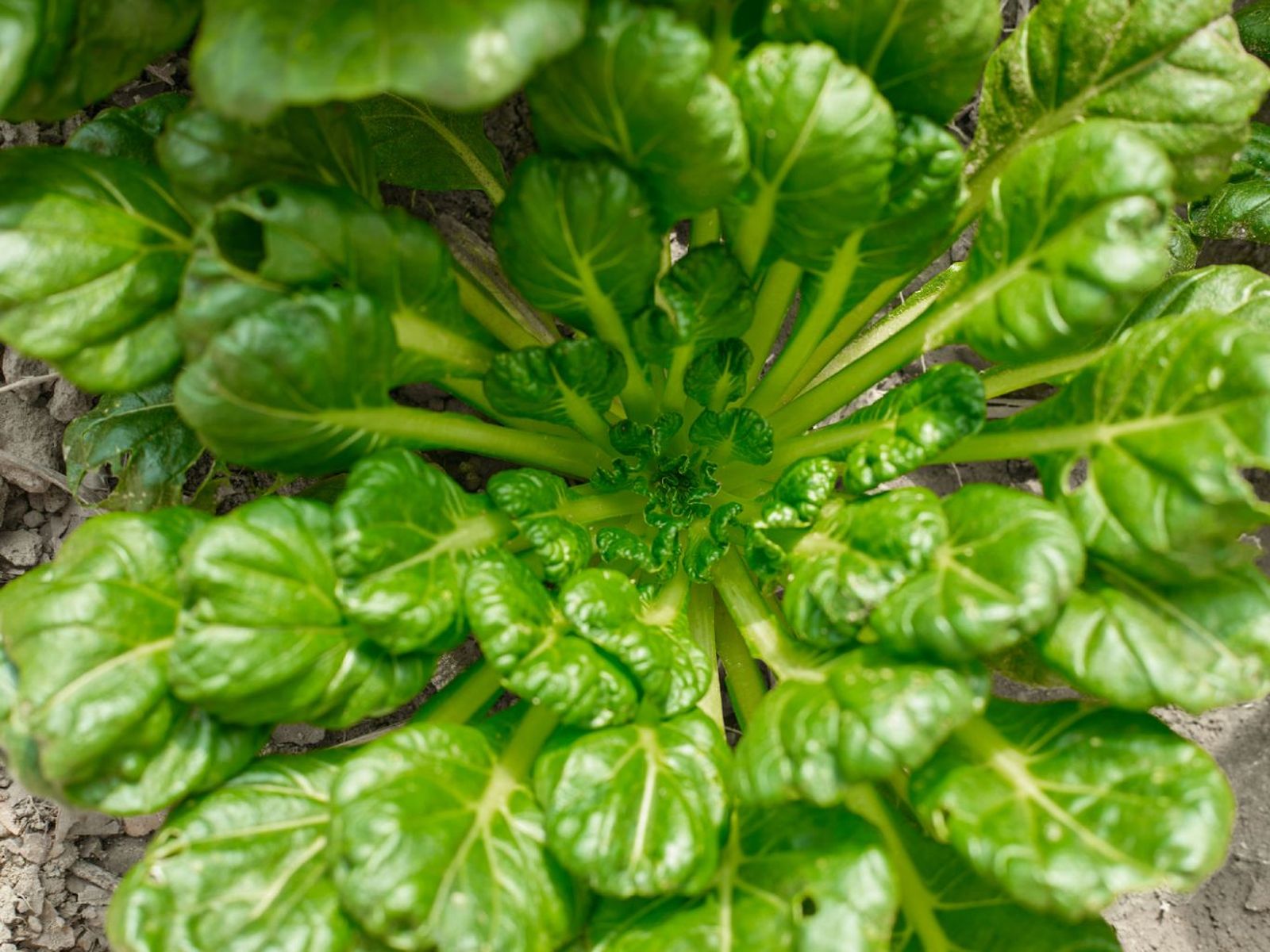 Lechuga tatsoi Lechuga tatsoi