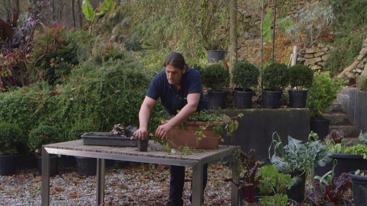 brico jardin 1021 raices fresales en sustrato