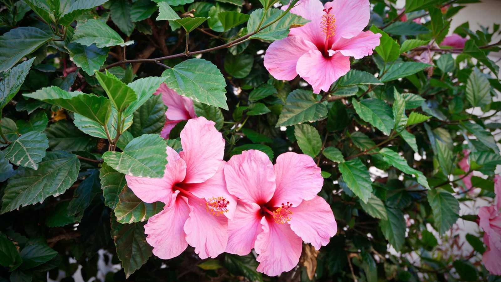 hibisco planta caracteristicas cuidados hibisco planta caracteristicas cuidados