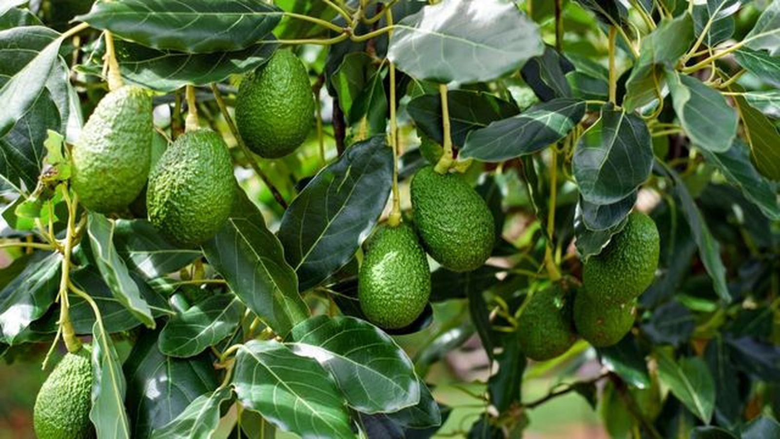 aguacatero persea americana aguacatero persea americana