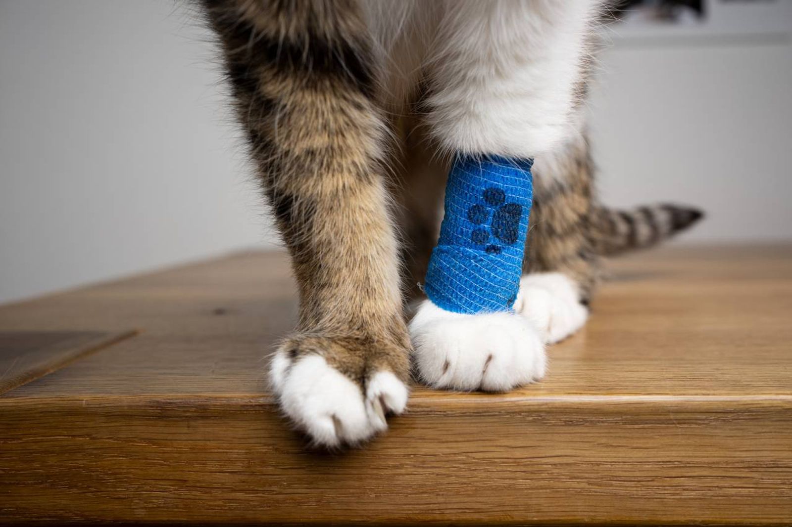 El precio de una operación para reparar una fractura en la pata de tu gato gira en torno a los 300 y 2000 euros.