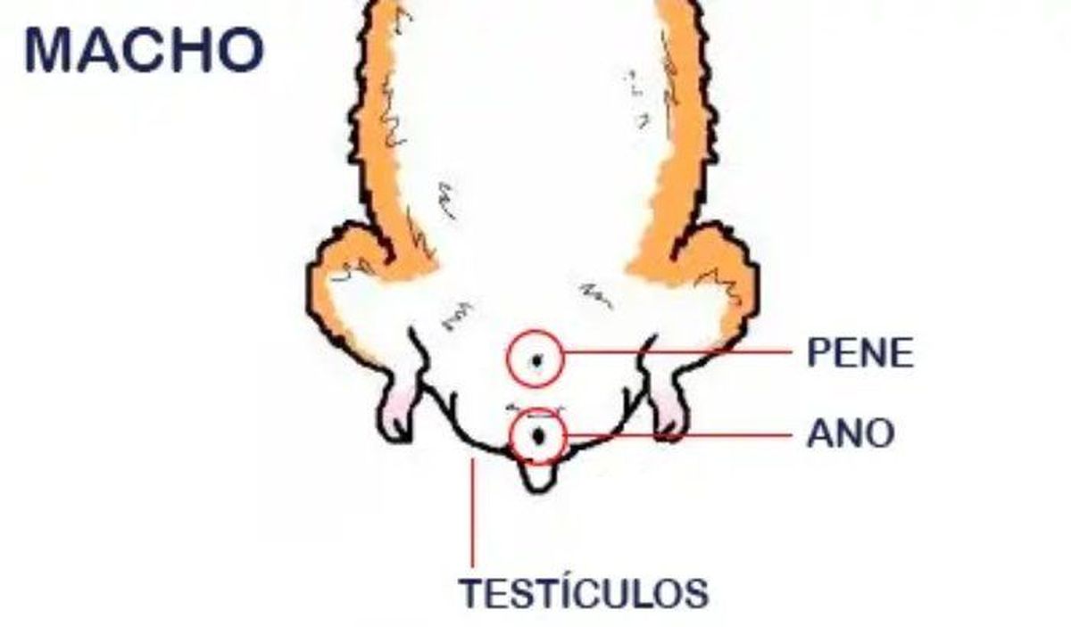 como saber si un hamster es macho o hembra machos macho