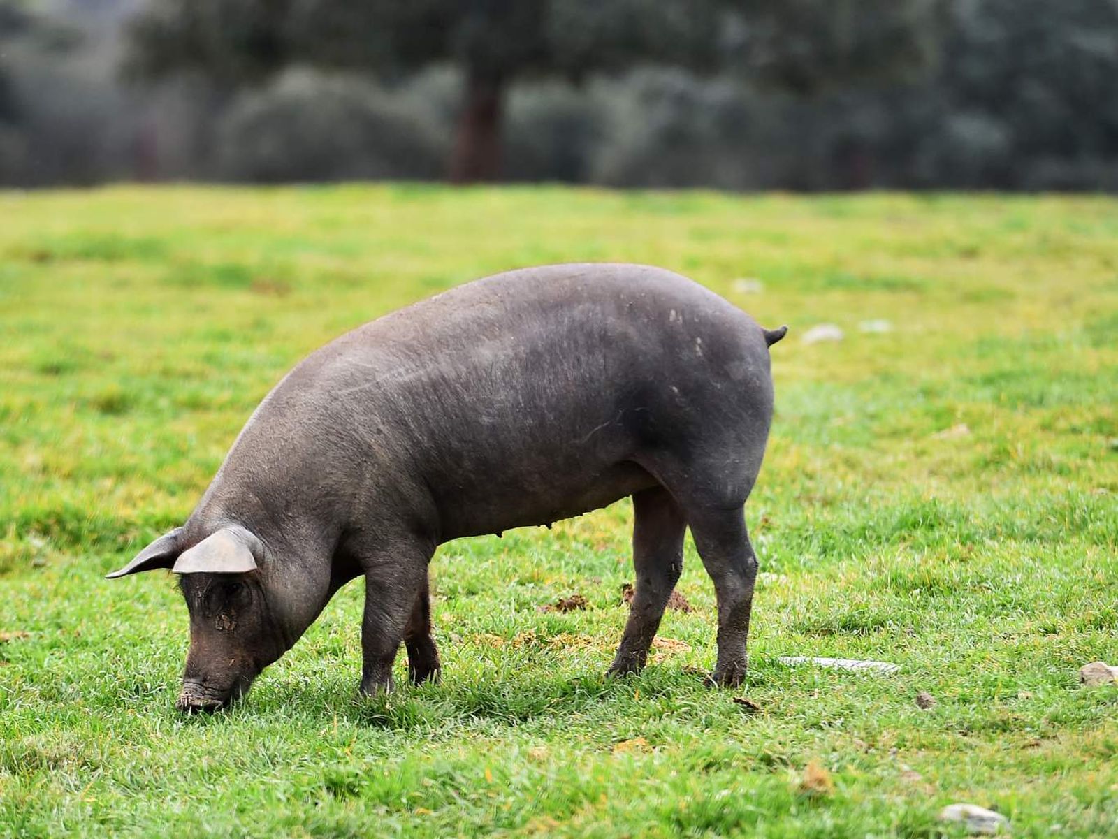 Cerdo ibérico en el campo. Cerdo ibérico en el campo.