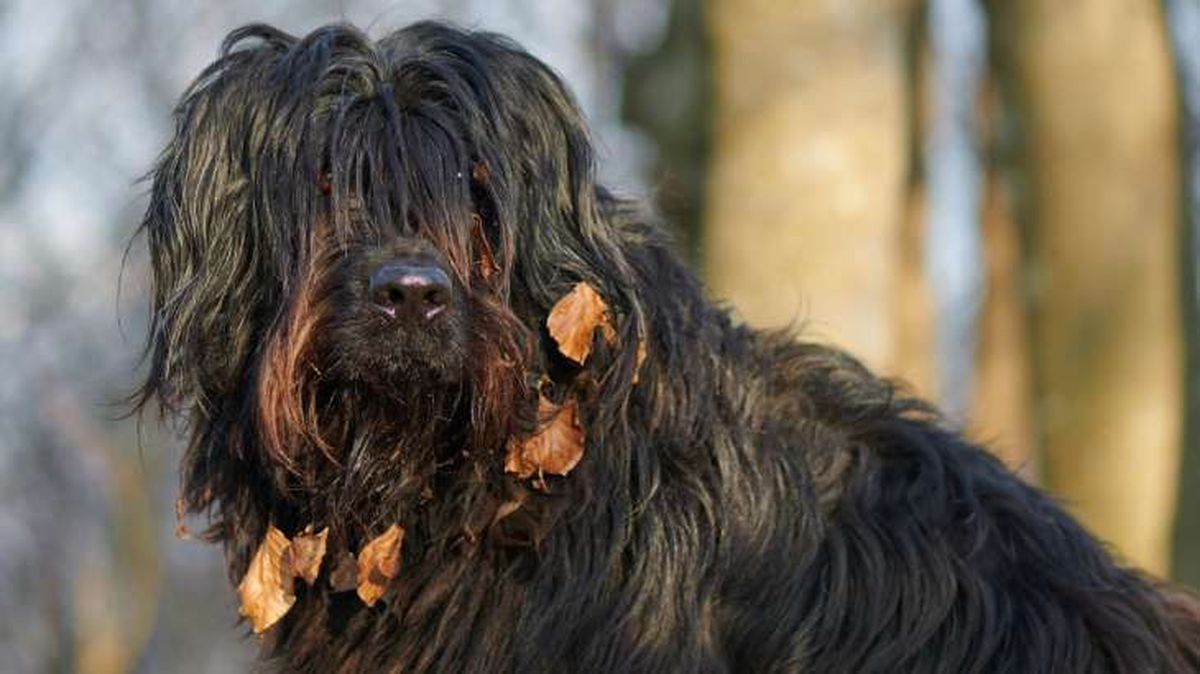 perro pastor de bergamo 6