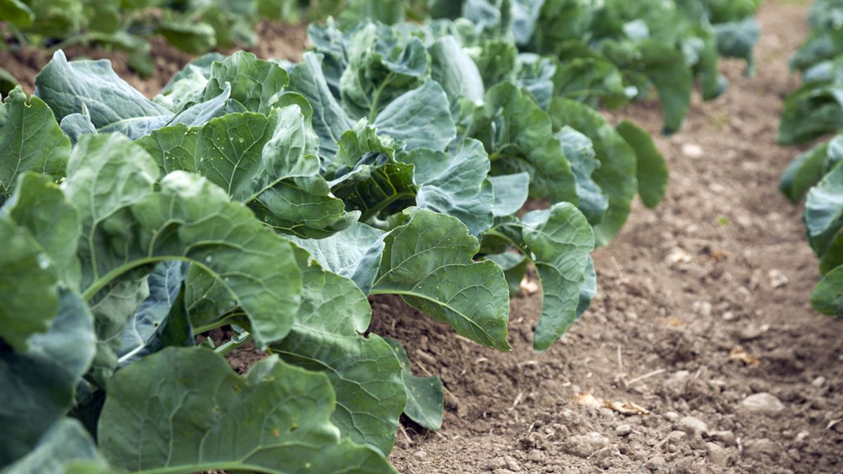 cultivar acelgas noviembre