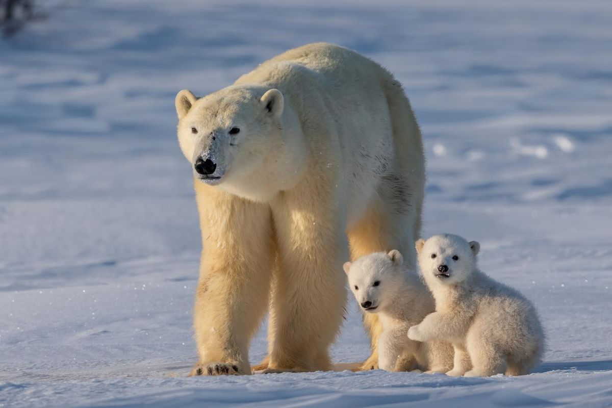 Oso polar (ursus maritimus).