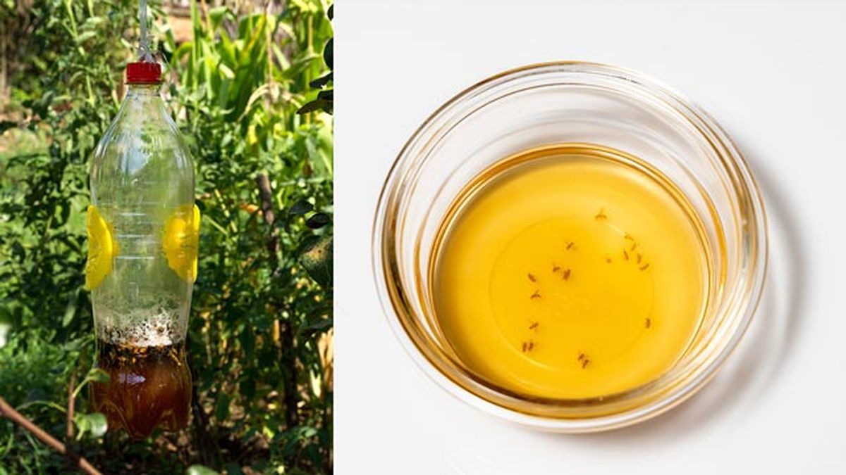 remedios caseros para ahuyentar eliminar moscas