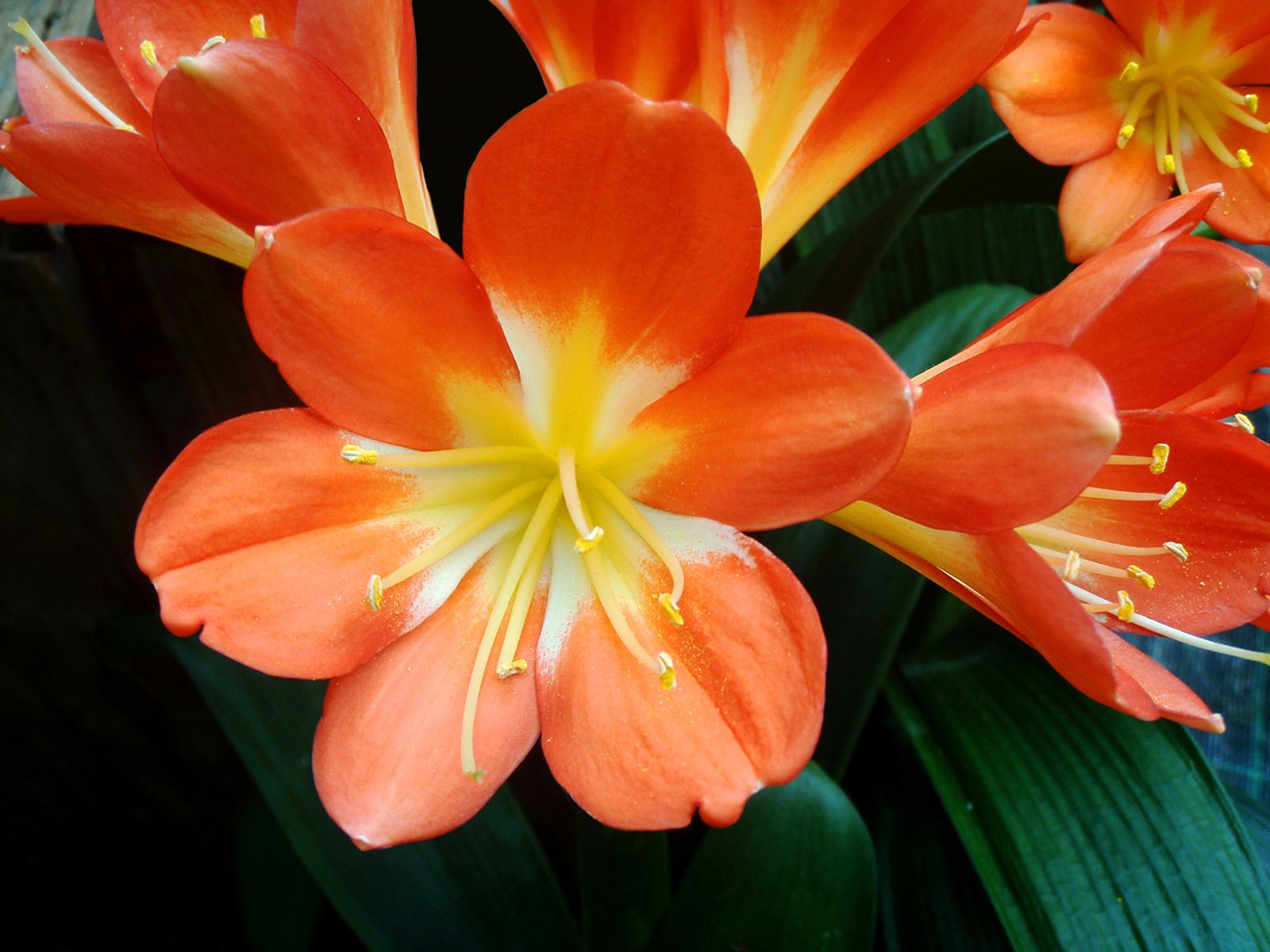 clivia clivia