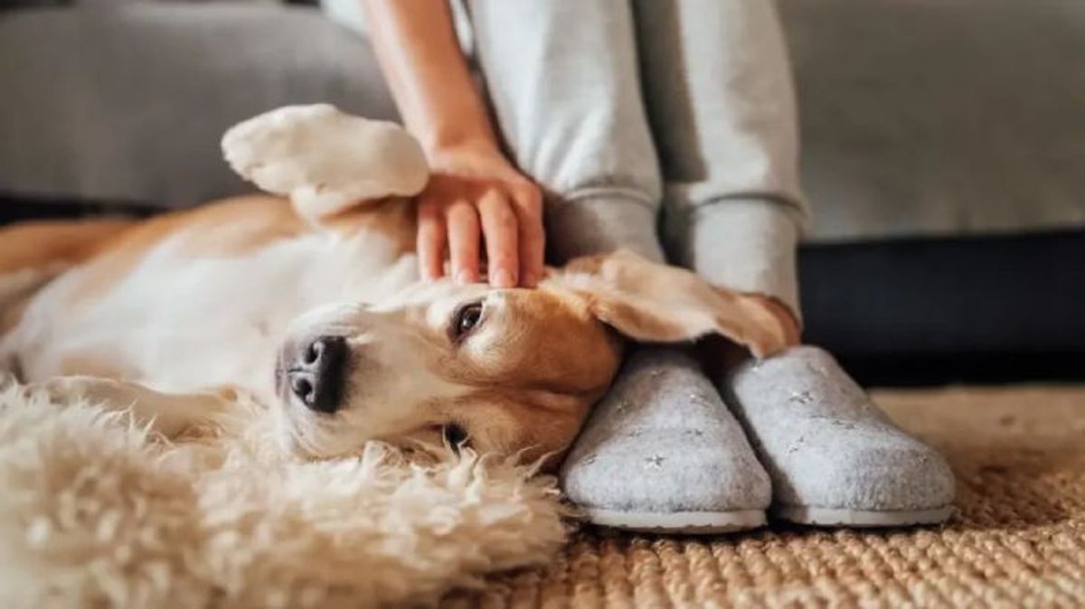 bonitas frases de perros y duenos 5