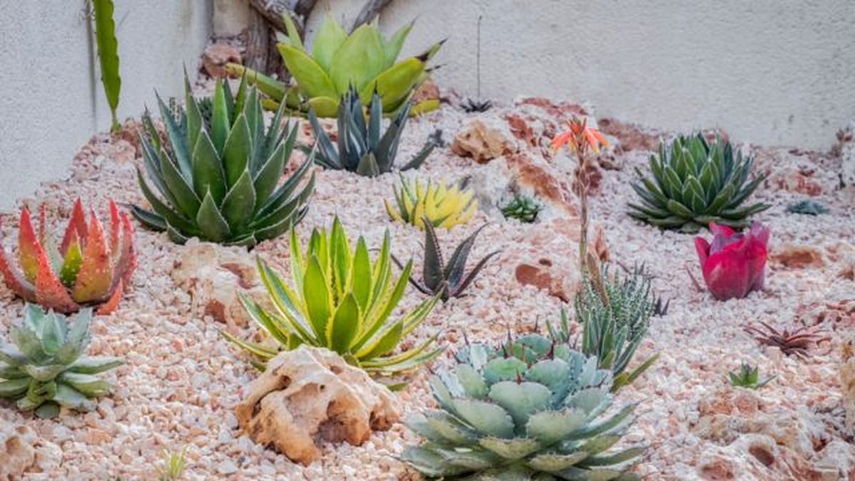 agaves en el jardin xerojardineria