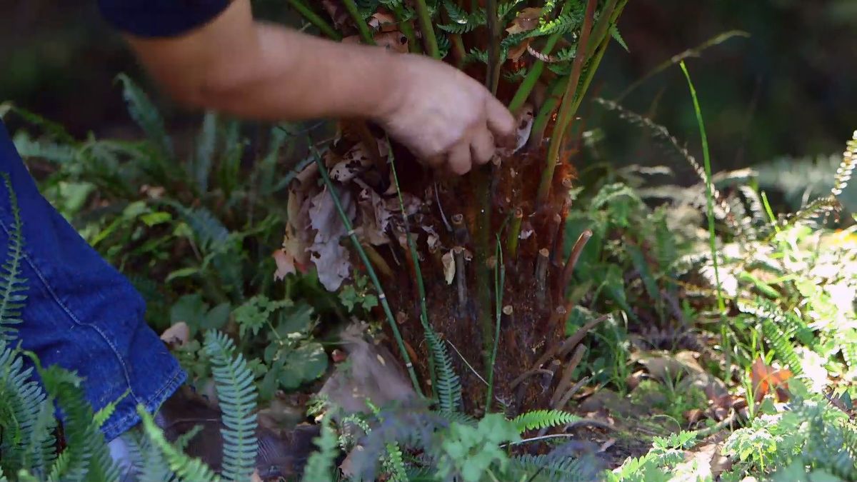 brico 926 3 reproduccion helecho arboreo dicksonia antartica tronco