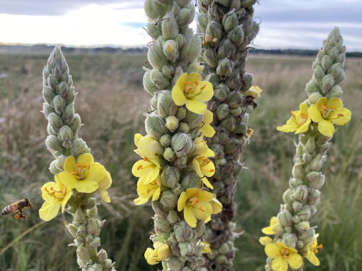 Flores amarillas del Verbascum thapsus.