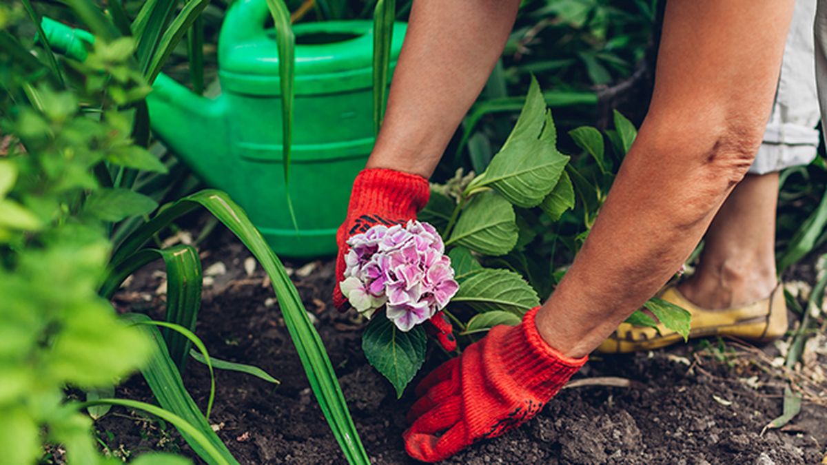 plantar hortensias en el jardin 2
